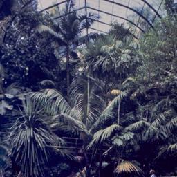 Visitors in greenhouse.