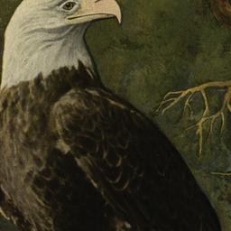 American White-headed or &q...