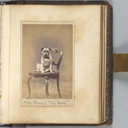 Miss Bromley's Dog '...