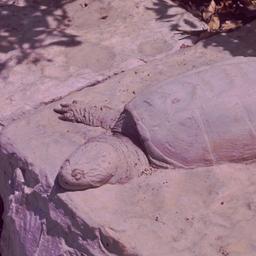 Turtle imbedded in stone.