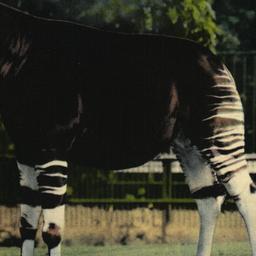 The Rare Okapi, New York Zo...