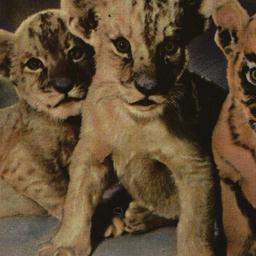 Babies in New York Zoologic...