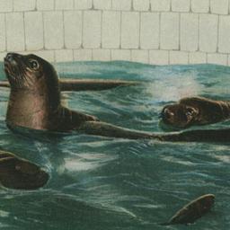 Elephant Seal, New York Aqu...