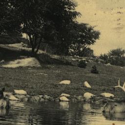 American Elk Bathing New Yo...