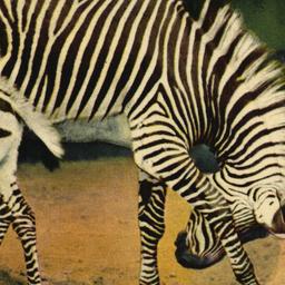Grant's Zebra and Baby,...