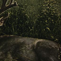 Mule Deer. Antlers in Velve...