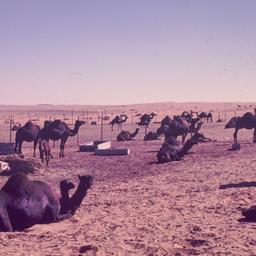 Camels in desert.
