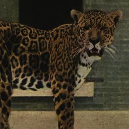 Jaguar "Senor Lopez&qu...