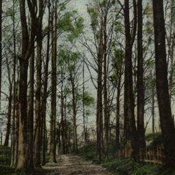 Woodland Path, Fort Washing...