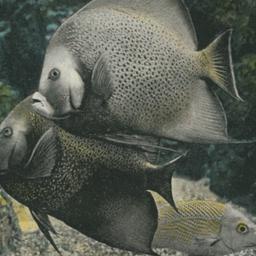Black Angel Fish, New York ...
