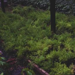 Plants.