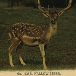 Fallow Deer. New York Zoolo...