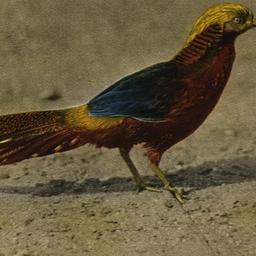 Golden Pheasant New York Zo...