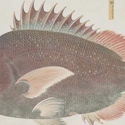 One Fish from the Shurin Te...