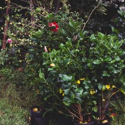 Man with plants.