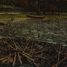 American Beaver and Dam Con...