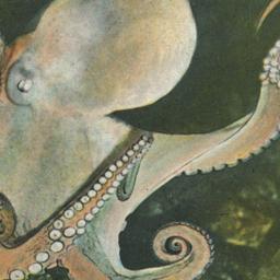 Octopus, New York Aquarium