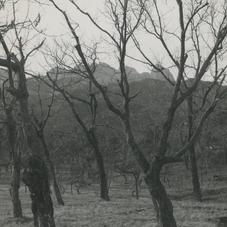 Multitude of trees without ...