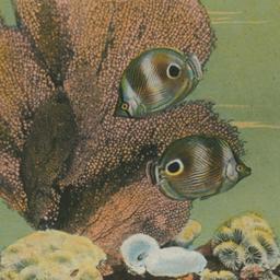 Butterfly Fish, New York Aq...