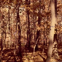 Forest.
