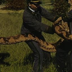 Handling a Python New York ...