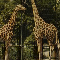 Giraffes New York Zoologica...