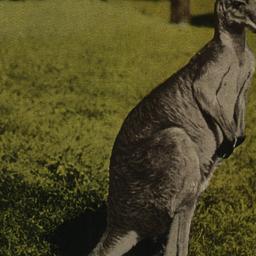 Great Gray Kangaroo, New Yo...