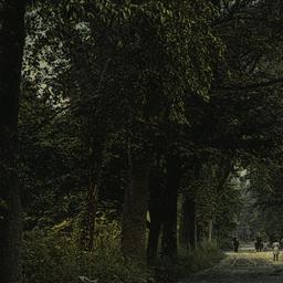 Lovers Lane, Pelham Bay Park.