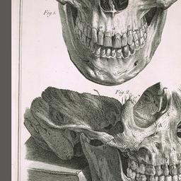 The Natural History of the ...
