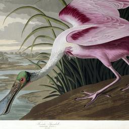 The Birds of America