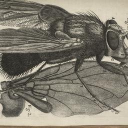 Micrographia: or, Some Phys...