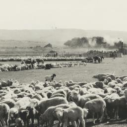 Flocks of Sheep