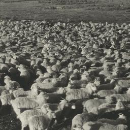 Flocks of Sheep