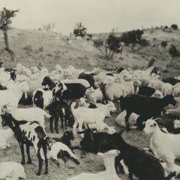 Flock of Goats