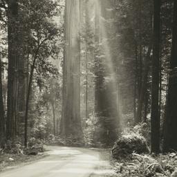 Redwoods in Northern Califo...