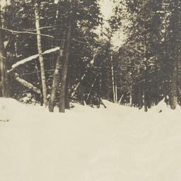 Snowy Road Through a Forest...