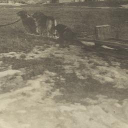 Dogsledding Team at Grand P...