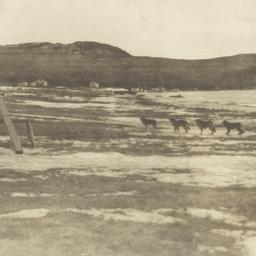 Dogsledding Team at Grand P...