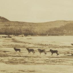 Dog sled in the "Land ...