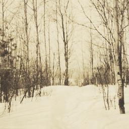 Trees at Vermilion Lake, Mi...