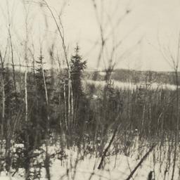 Trees around Vermilion Lake...