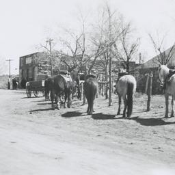 View of Road and Horses