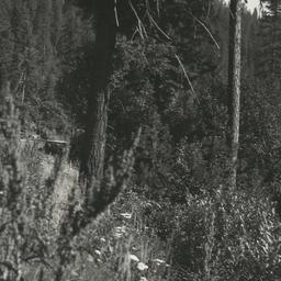 Three Men at Side of Forest...