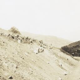 Sheep Herders