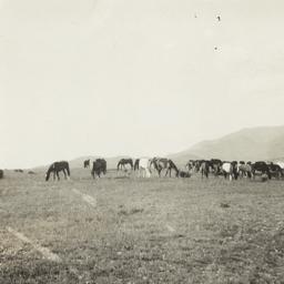 Round-up, Mescalero, New Me...