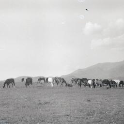 Round-up, Mescalero, New Me...