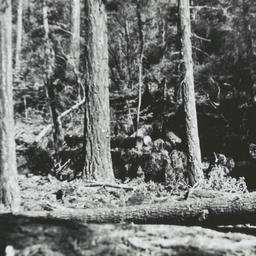 Logging at Mescalero, New M...