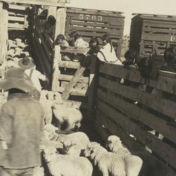 Loading Jicarilla Lambs at ...