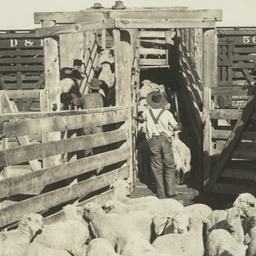 Loading of Jicarilla Lambs ...