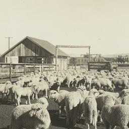 Jicarilla Lambs Ready for S...